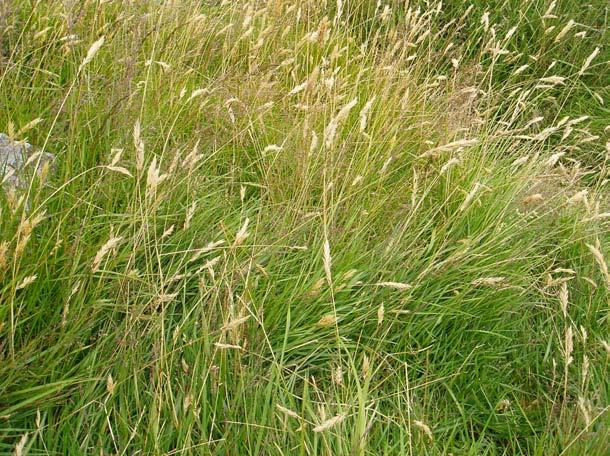 Irish Semi-natural Grasslands Survey: Counties Cork and Waterford BEC Consultants 2008 Distribution This sward type is rather rare in the midland counties, scattered across much of Cork and frequent
