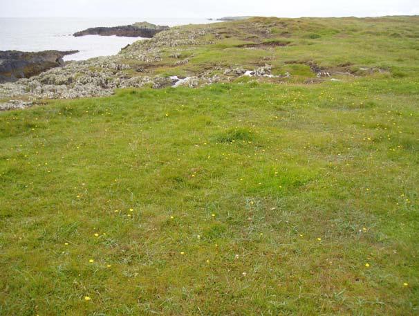 Short sward of dry coastal grassland dominated by Armeria maritima, Plantago coronopus and Festuca rubra, East Calf Island,