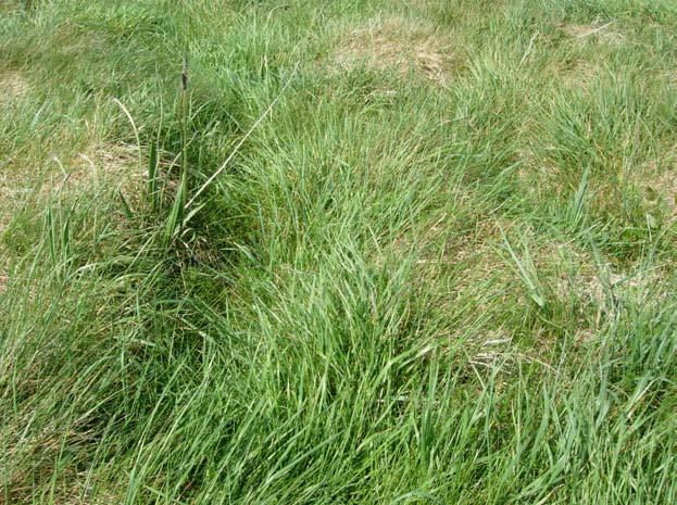 Irish Semi-natural Grasslands Survey: Counties Cork and Waterford BEC Consultants 2008 Distribution This sward type occurs along