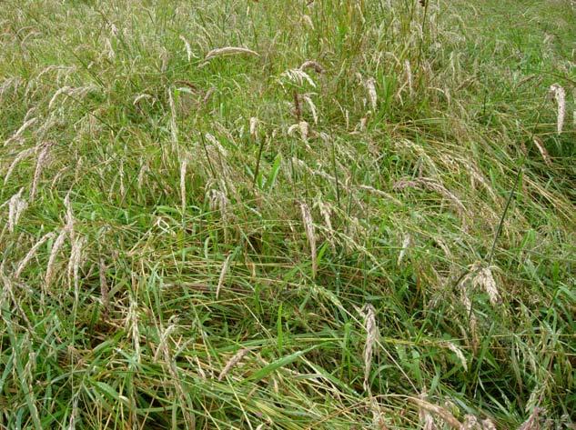 Wet grassland sward dominated by Holcus lanatus, Alopecurus geniculatus, Ranunculus repens, R.