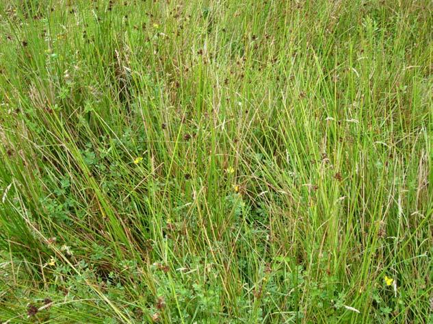 Irish Semi-natural Grasslands Survey: Counties Cork and Waterford BEC Consultants 2008 Distribution This sward type