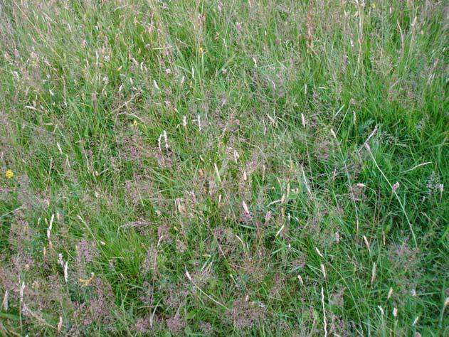 Irish Semi-natural Grasslands Survey: Counties Cork and Waterford BEC Consultants 2008 Distribution This sward type was recorded fairly frequently across Cork and Waterford, with a few scattered