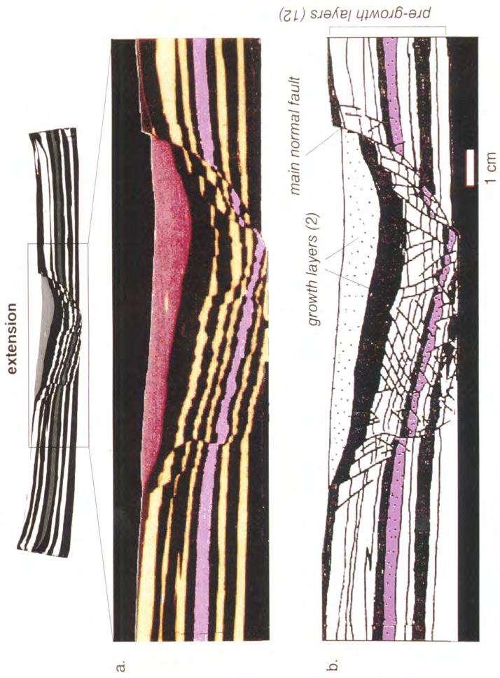 e x t e n s i o n a. b. growth layers (2) main normal fault o_,. 1 cm Fig. 3. Extensional model after 4 cm of displacement of the movable wall. (a) Photograph of section through model.