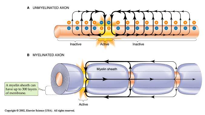 transmembrane current 11 Myelination increases conduction velocity Myelination increases conduction velocity by: increasing r m and thereby increasing λ decreasing