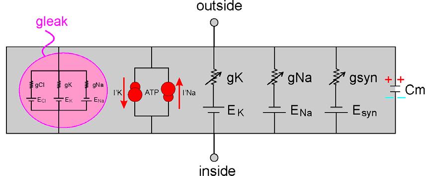 Equivalent electrical circuit model More complete model Provide energy-dependent pump to counter the steady flux of ions Add voltage-gated K+ and Na+ channels for