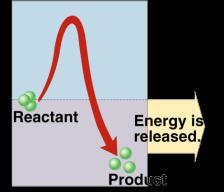 digestion coupling exergonic reactions (releasing energy) with