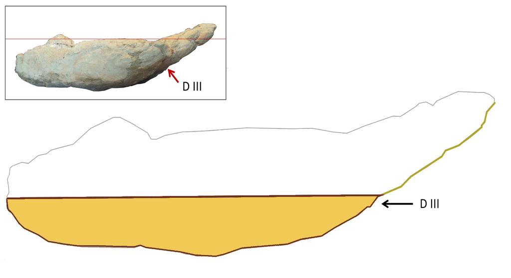 228 Bollettino della Società Paleontologica Italiana, 56 (2), 2017 Fig. 11 - Inverted mold, corresponding to the footprint produced by dinosaur.