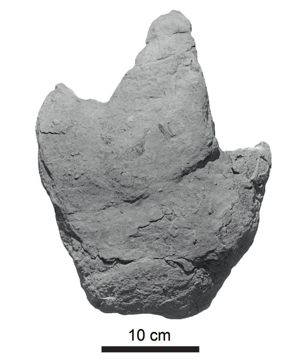 S. Figueiredo et alii - Possible ornithopod footprint from Cabo Espichel (Lower Cretaceous, Portugal) 221 the morphology of the cast and its proportions.
