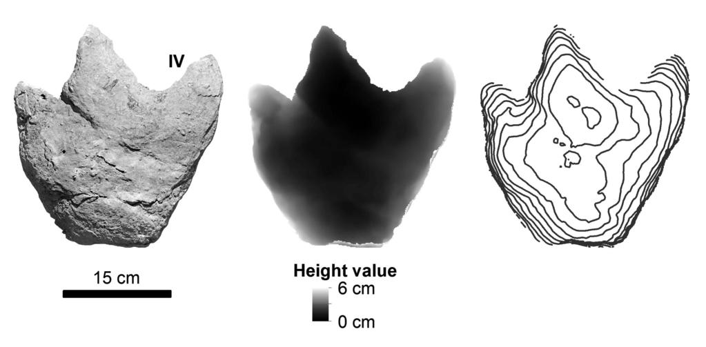 S. Figueiredo et alii - Possible ornithopod footprint from Cabo Espichel (Lower Cretaceous, Portugal) 223 Fig. 4-3D digital model seen from different angles according to different visualization tools.