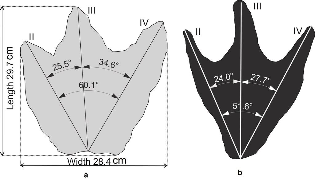 224 Bollettino della Società Paleontologica Italiana, 56 (2), 2017 Fig. 6 - Representation of pattern and proportions for the studied footprint and footprint T5 of Lagosteiros. a) CPGP.3.11.1., in gray, dimensions of footprint and angles between digits.