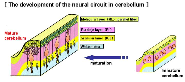 Cerebeum tissue of a rat.