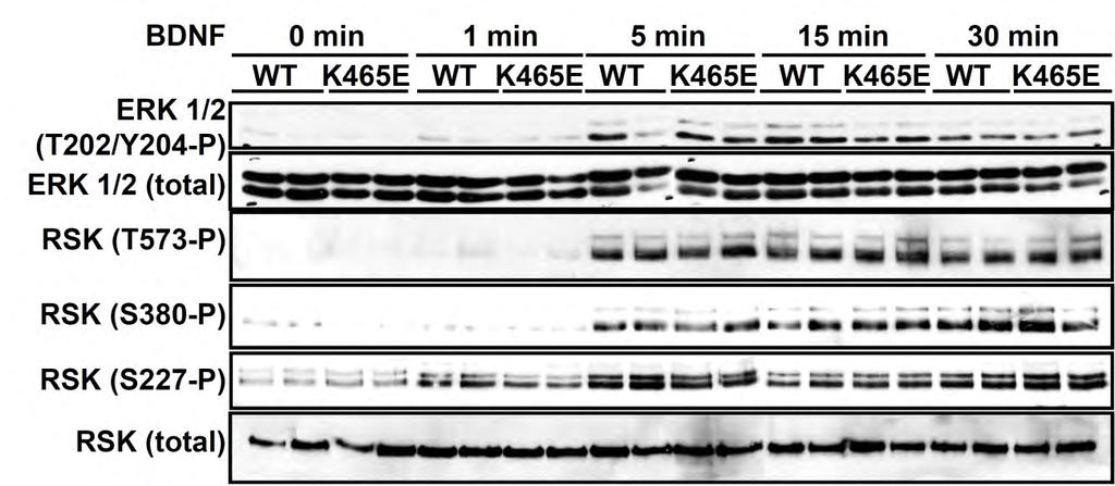 Results FIGURE 18. Phosphorylation of ERK1/2 and RSK induced by BDNF in the PDK1 K465E/K465E cultured cortical neurons.