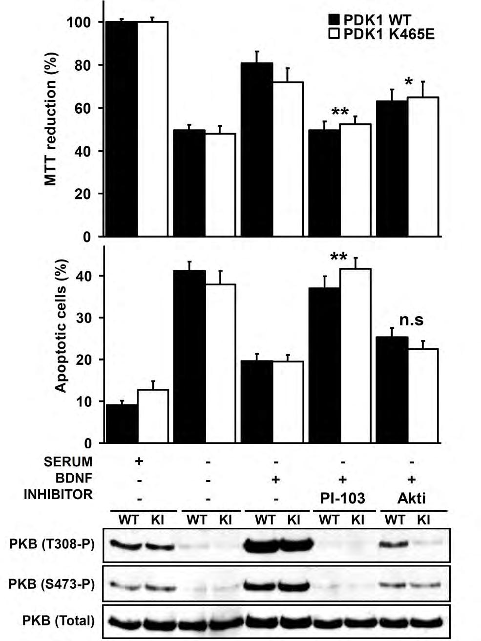 Results phosphorylation levels at both Thr308 and Ser473 sites, whereas the PI-103 inhibitor totally wiped out the PKB phosphorylation signal at both sites (Fig. 24).