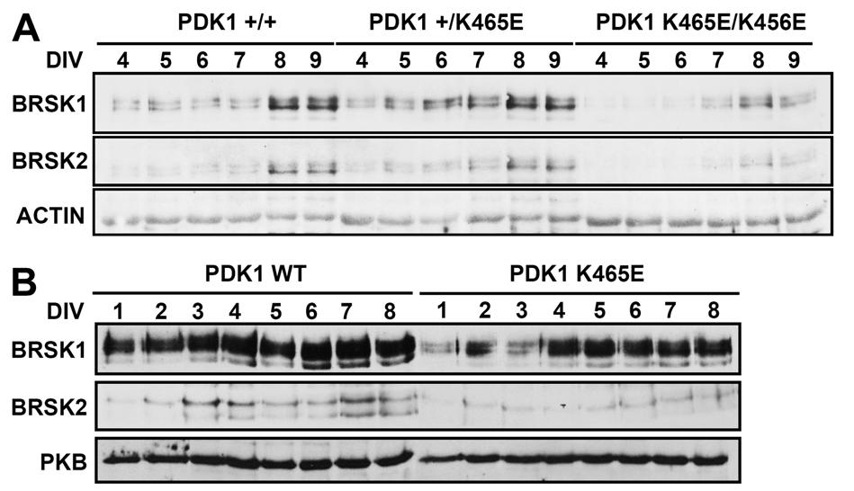 Results inactivation of TSC1/2 and activation of mtorc1 signaling (Choi et al., 2008).