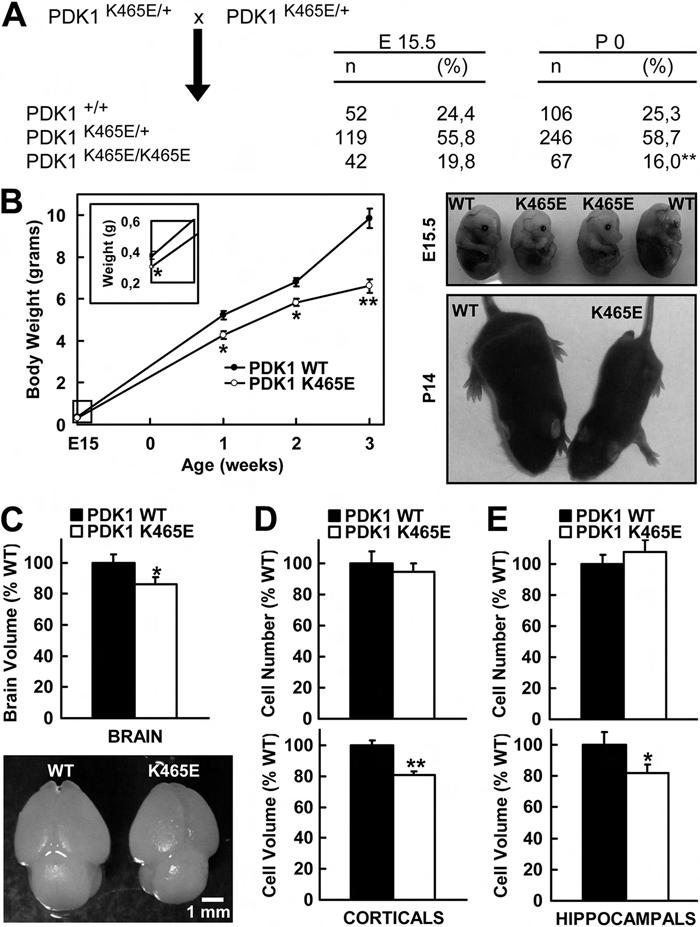 Role of PDK1/PKB Signaling in Neuronal Differentiation FIG 1 Reduced embryonic brain size in PDK1 K465E/K465E mice.