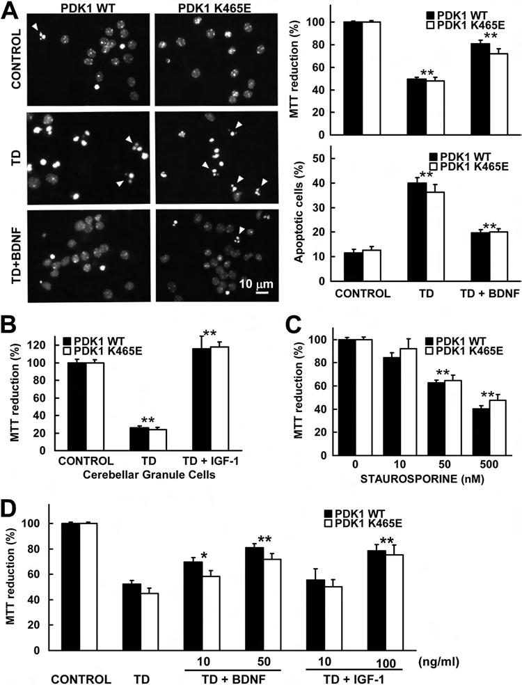 Zurashvili et al. FIG 2 Neuronal survival responses are not impaired in PDK1 K465E/K465E mice.