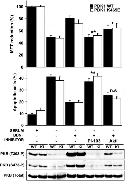 Role of PDK1/PKB Signaling in Neuronal Differentiation FIG 3 The PKB inhibitor Akti-1/2 does not impair neuronal survival.