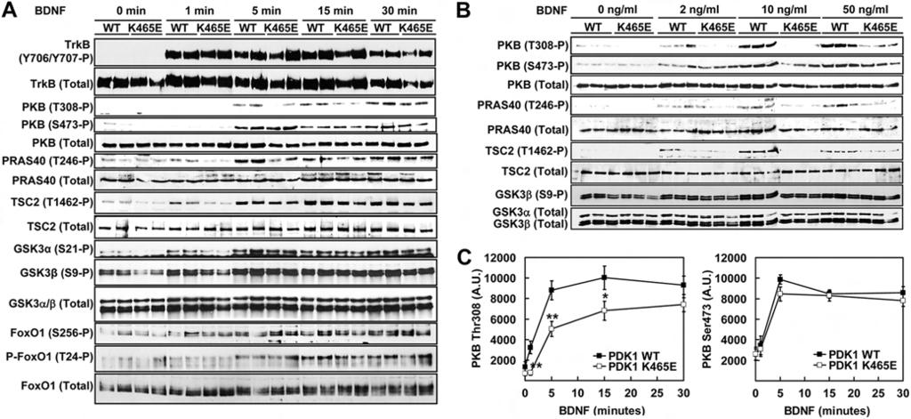 Zurashvili et al. FIG 4 Deficient PKB phosphorylation and activation in PDK1 K465E/K465E cortical neurons.