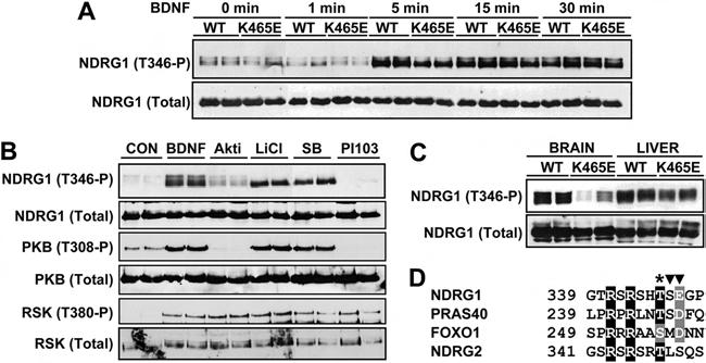 Role of PDK1/PKB Signaling in Neuronal Differentiation FIG 6 Analysis of SGK in PDK1 K465E/K465E cortical neurons.