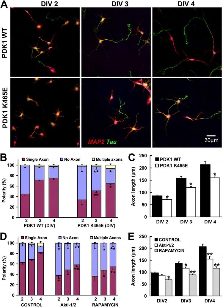 Zurashvili et al. FIG 8 Deficient hippocampal axon formation and growth in PDK1 K465E/K465E mice.