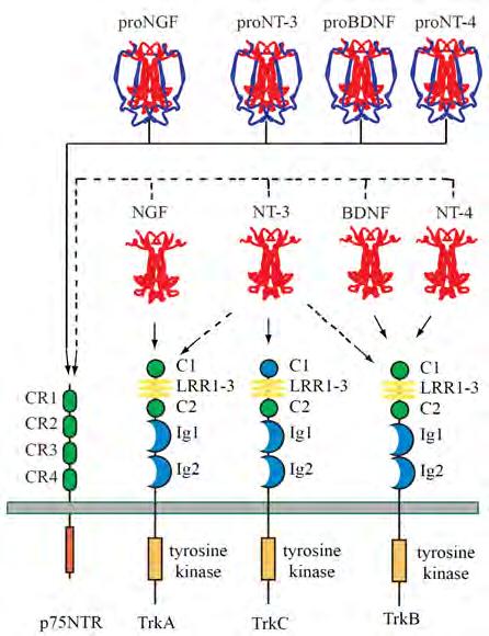 Introduction FIGURE 4. Neurotrophin and receptor interactions. Trk receptors contain extracellular IgG domains for ligand binding and the catalytic tyrosine kinase domain in the intracellular region.