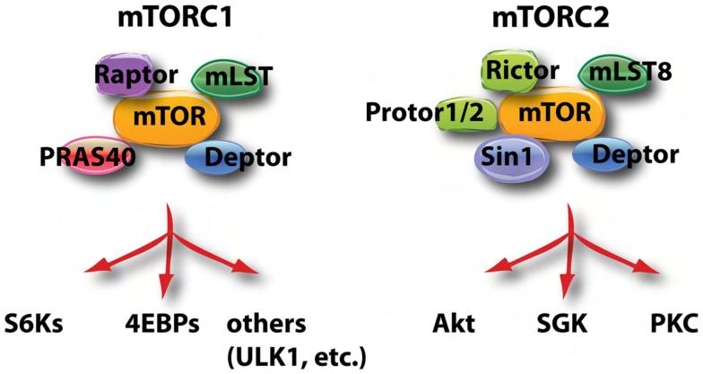Introduction have the functional GAP domain and can no longer convert GTP-bound active Rheb into GDPbound inactive form, whereas functionally active TSC1/2 complex maintains Rheb in an inactive state