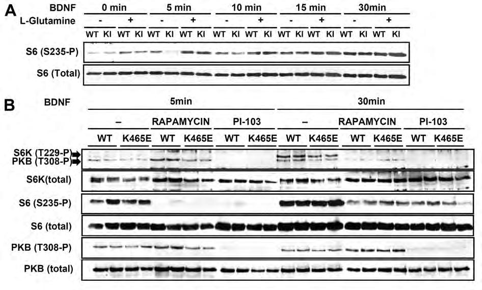 Results FIGURE 17. Normal nutrient-induced activation of S6K in the PDK1 K465E/K465E knock-in mice.