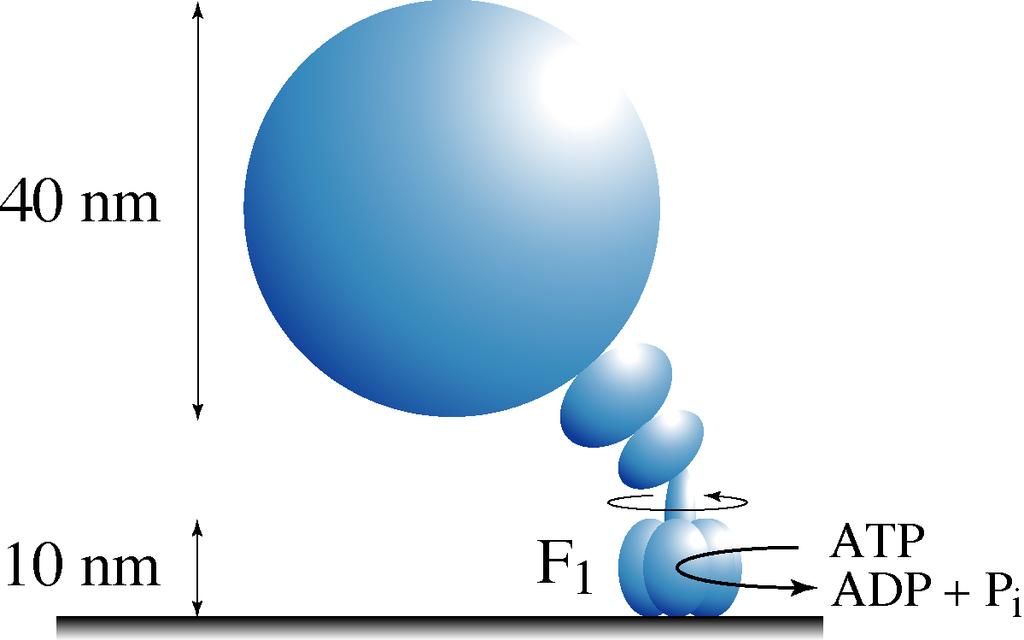 OUT-OF-EQUILIBRIUM FLUCTUATING SYSTEMS Energy supply Brownian particle in an optical trap and a flow (Ciliberto et al., 2008) laser D. Andrieux, P. Gaspard, S. Ciliberto, N. Garnier, S.