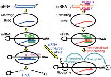 jmp 12Sep2013 silencing RNAs (sirna) and micro RNAs (mirna)