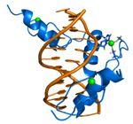 DNA/protein interface technology Zinc