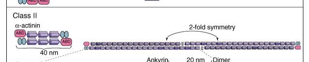 Actin Accessory Proteins