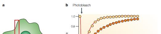 Fluorescence Recovery After Photobleaching (FRAP) FRAP provides