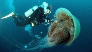 Scyphozoan medusae
