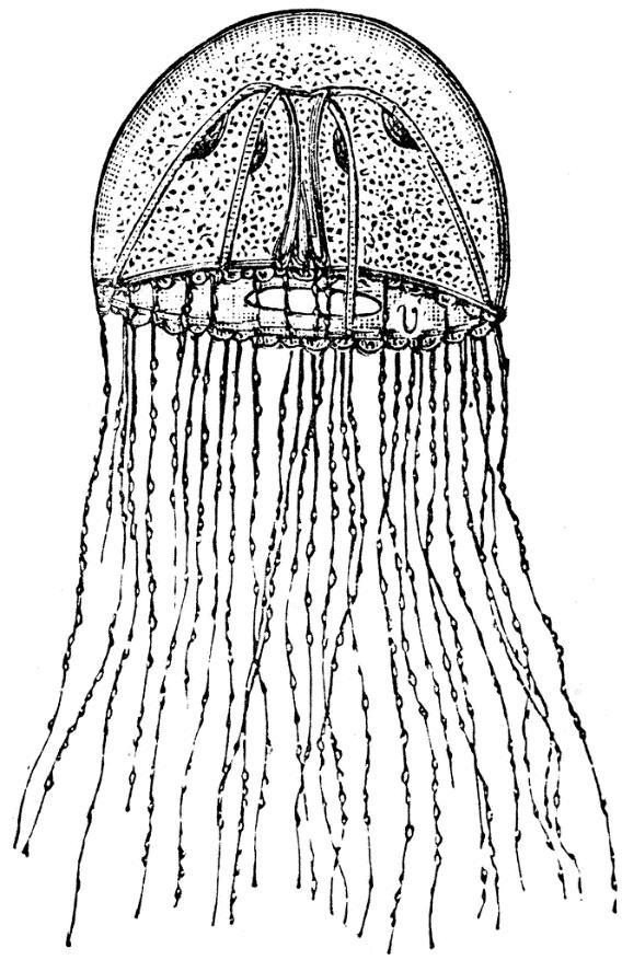 Hydrozoan medusae are also known as jellyfishes but, much smaller (few cms or even less) Gastrodermal
