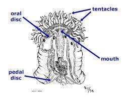 The oral disc is encircled by numerous tentacles (in multiples of 6