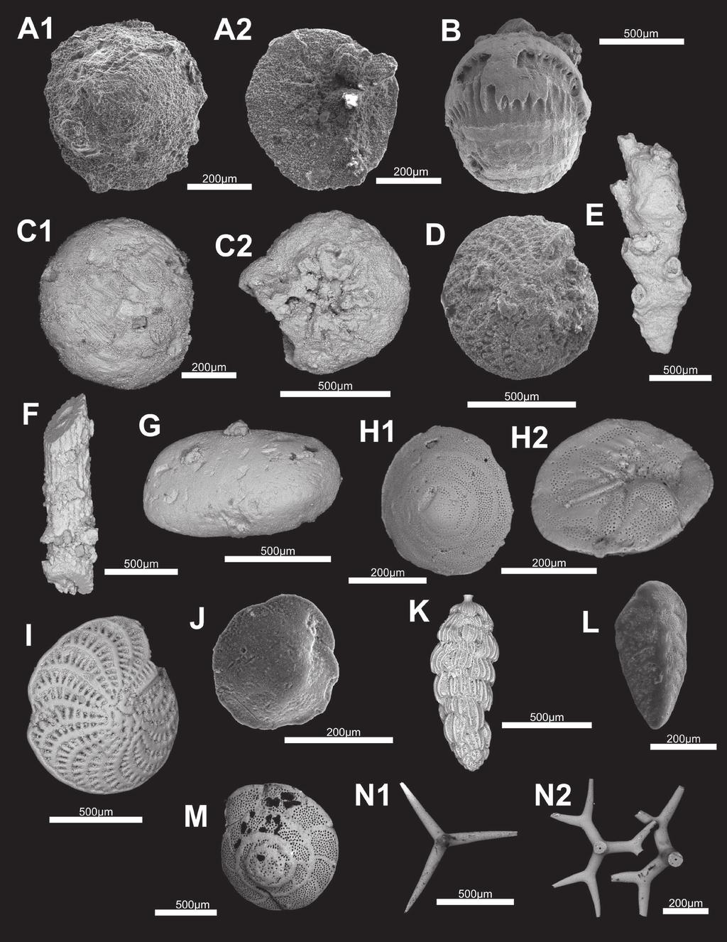 MIDDLE MIOCENE SHALLOW-WATER BENTHIC FORAMINIFERS, MEDVEDNICA MT. (CROATIA) 335 Fig. 5. Typical microfossils from Borovnjak (A-G) and Gornje Vrapče section (H-N).
