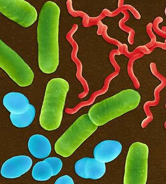 Shapes of Bacteria Bacteria are classified by shape into 3