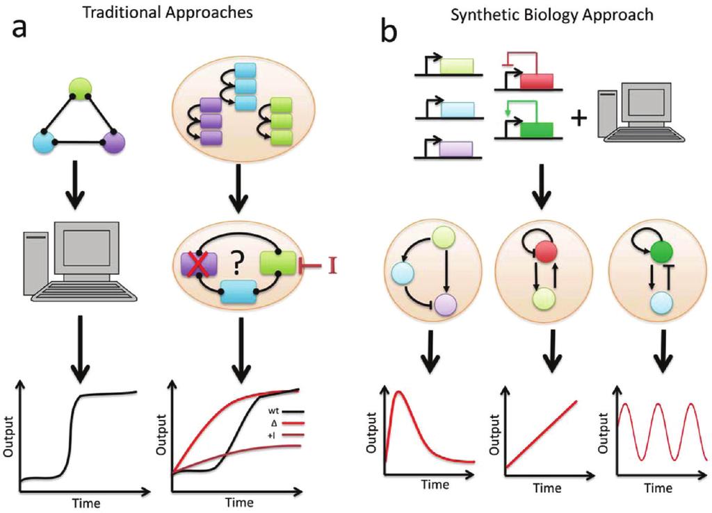 Figure 1. Computational and experimental approaches to studying biological network motifs. (a) Network dynamics can be modeled computationally (left) or in their natural context, the cell (right).