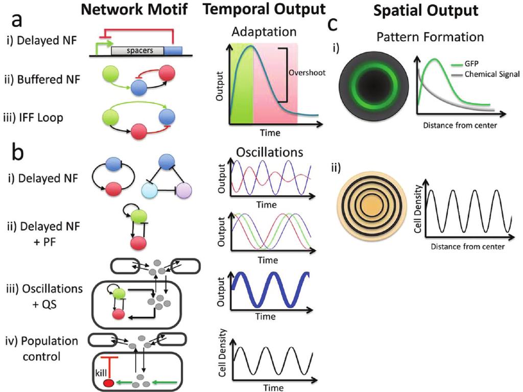 Figure 3. Network motifs that generate complex autonomously regulated dynamics. (a) Adaptation in cellular networks can be generated using two different motifs.