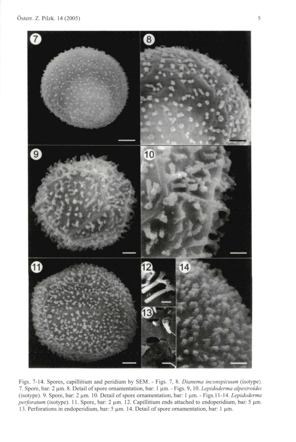Österr. Z. Pilzk. 14(2005) Figs. 7-14. Spores, capillitium and peridium by SEM. - Figs. 7, 8. Dianema inconspicuum (isotype). 7. Spore, bar: 2 \im. 8. Detail of spore ornamentation, bar: 1 um. - Figs. 9, 10.