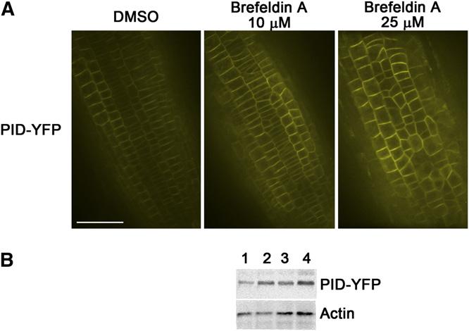 10 of 15 The Plant Cell Figure 11. Brefeldin Increases the Abundance of PINOID Kinase. Five-day-old PID-YFP transgenic seedlings were treated for 48 h and imaged with confocal fluorescence microscopy.