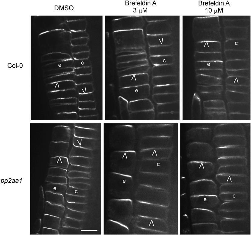Cortical PIN2 in Root Gravitropism 7 of 15 localization of PIN2 in pp2aa1 was altered neither in epidermis nor in lateral root cap, even on 10 mm brefeldin.