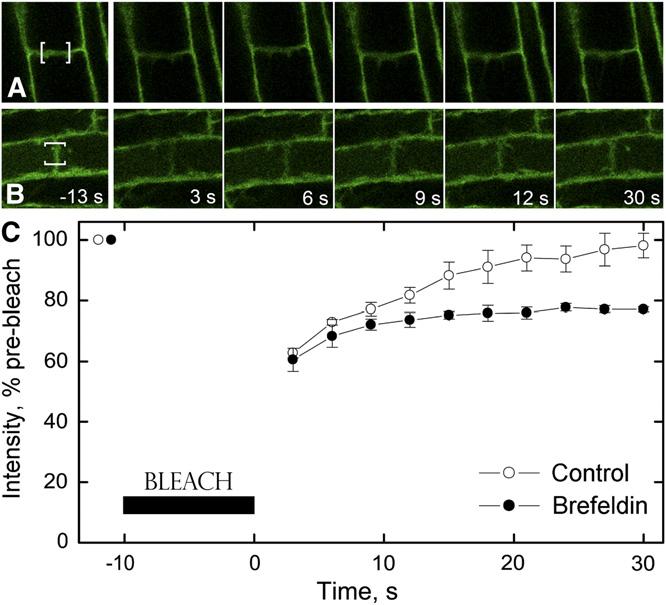 Cortical PIN2 Targeting Mechanisms Our results indicate that rootward PIN2 in the cortex is more susceptible to brefeldin-induced shootward relocation than is rootward PIN1.