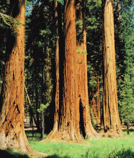 Figure 6 Giant sequoias can measure 30 m around at the base and can grow to more than 91.5 m tall. Figure 7 Plants such as these are common in the Tropics.