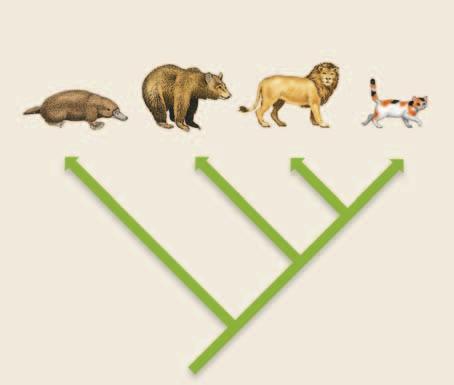 Platypus Brown Bear Lion House Cat Retractable claws Ability to purr Figure 2 This branching diagram shows the similarities and differences between four mammals.