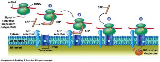 Translocation across the ER membrane! Soluble! protein! Membrane! protein! trans-membrane!