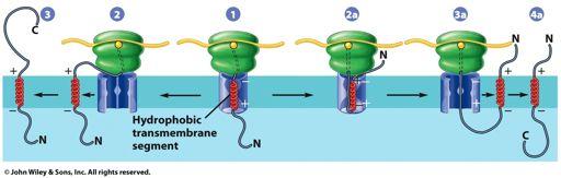 Topologies of ER proteins Type I! membrane! protein! cytosol! C! N! C! N! C! Membrane! lumen! N! C! N! _!