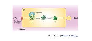 ER proteins can be transported to