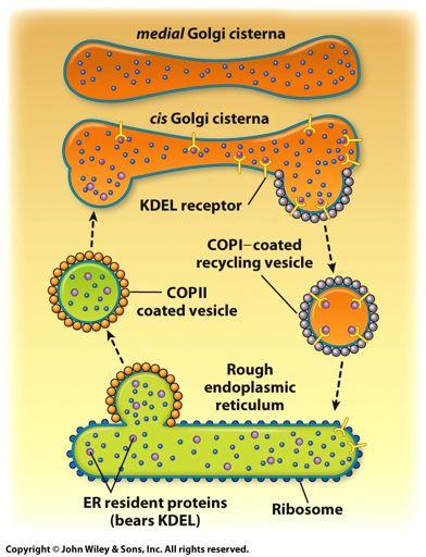 Retrieval of ER-resident proteins The KDEL receptor cycle KDEL receptor! KDEL! Retention/retrieval sequence!