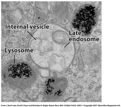The endocytic